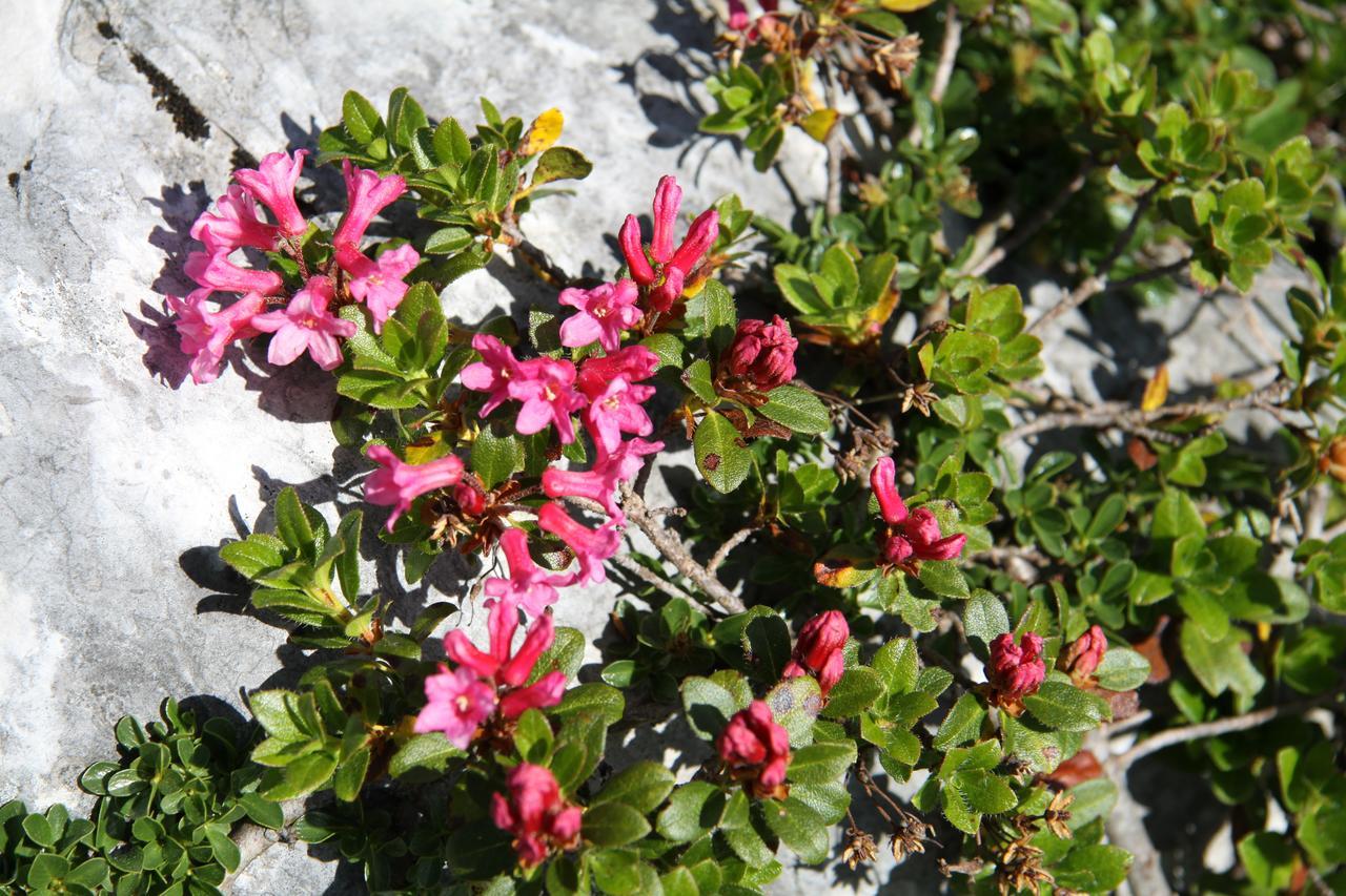 Lodge Am Krippenstein Obertraun Kültér fotó